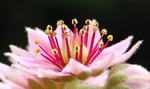 Sempervivum Tectorum